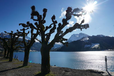 Tree by lake against sky