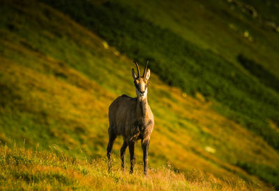 Beautiful chamois mountain goat in natural habitat