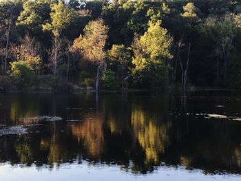 Scenic view of lake in forest