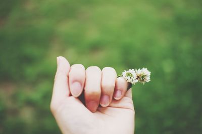 Cropped image of hand holding flower