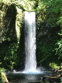 Scenic view of waterfall in forest