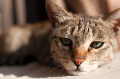 Close-up portrait of cat