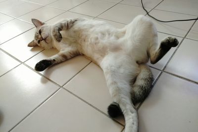 High angle view of dog lying on tiled floor