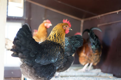 Low angle view of hen at barn