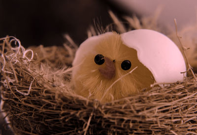 Close-up of birds in nest