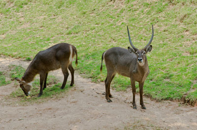 Deer standing on field