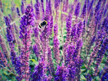 Close-up of insect on purple flowering plant