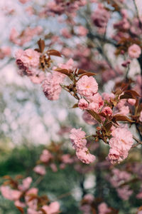 Close-up of pink cherry blossoms in spring