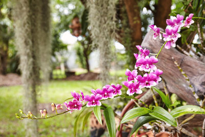 Close-up of pink flowering plant