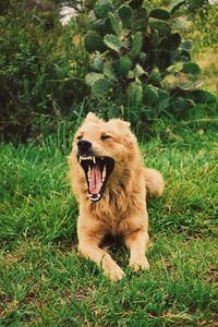 View of a dog yawning on field