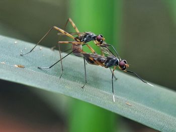 Close-up of insect