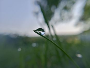 Close-up of raindrops on plant