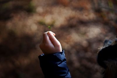 Cropped hand of girl holding leaves