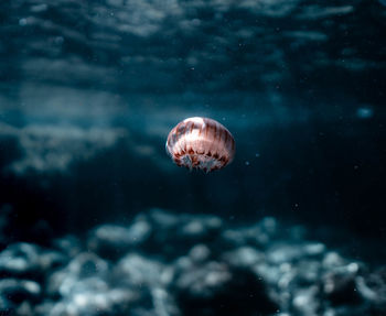 Close-up of jellyfish swimming in sea