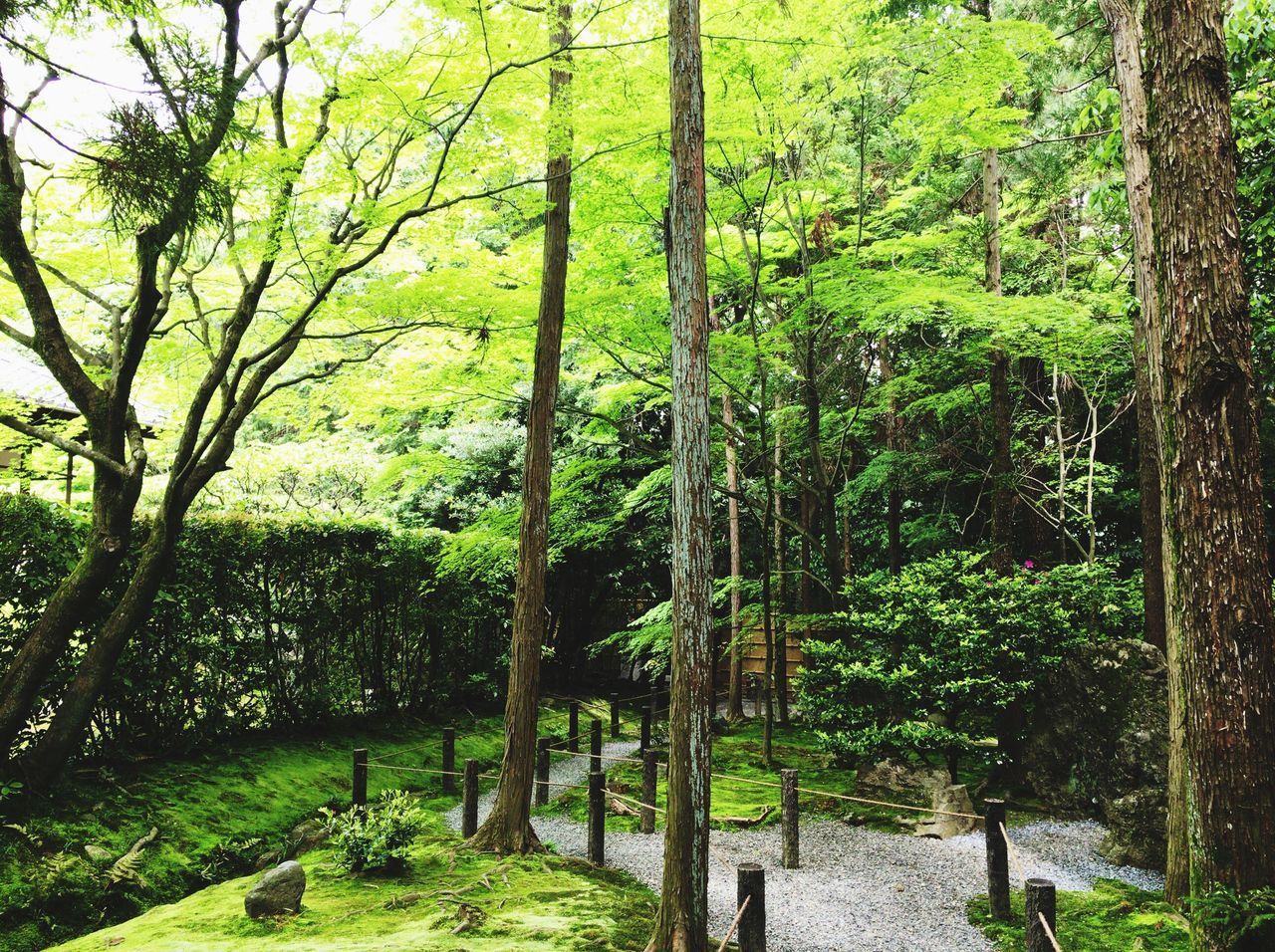 桂春院庭園