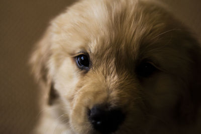 Close-up portrait of puppy