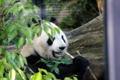 View of bamboo eating plant in zoo