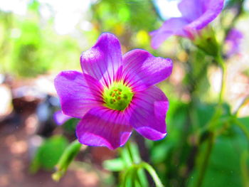 Close-up of pink flower