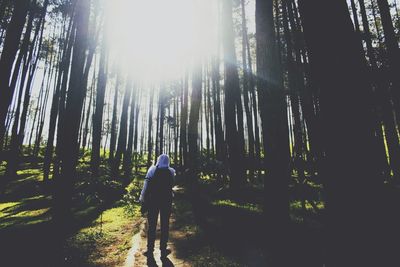 Trees in forest