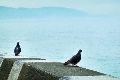 Birds perching on retaining wall by sea