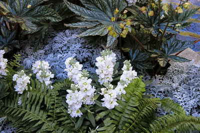 Close-up of flowers