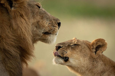 Close-up of lion and lioness