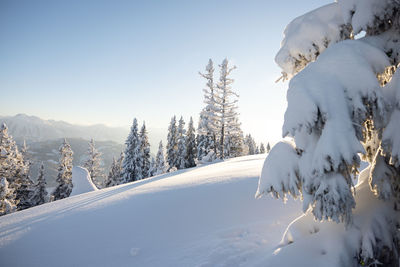 Winter nature landscape with snow covered trees. austrian alps after the snowfall