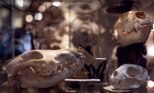 Close-up of human skull in store