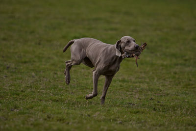 Weimaraner carrying dead bird in mouth while running on grass field