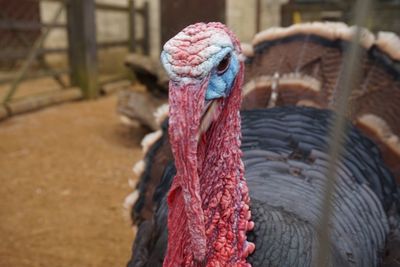 Close-up of bird