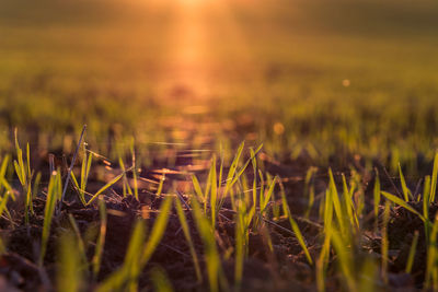 Close-up of crops growing on field against sky