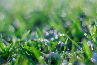 Full frame shot of raindrops on plant