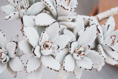 High angle view of white flowers on table