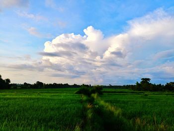 Scenic view of agricultural field against sky