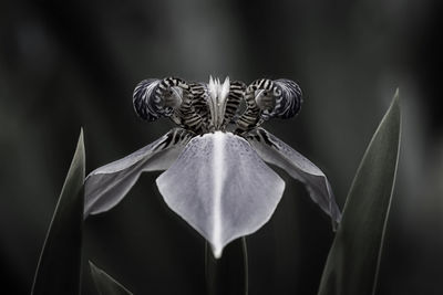 Close-up of wilted plant