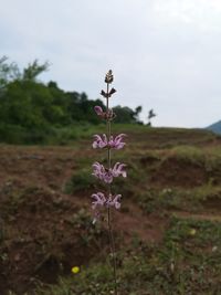 Close-up of purple flowering plant on field against sky