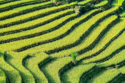 Scenic view of rice field