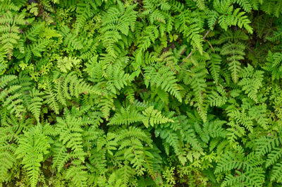 Textured leafs in the forest image