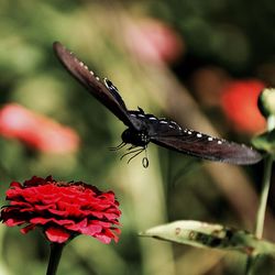 Close-up of insect on red flowers