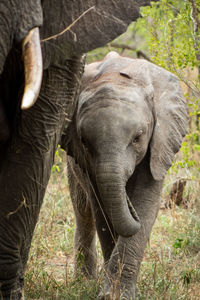 Close-up of elephant in forest