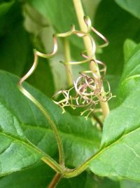 Close-up of green plant