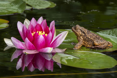 A bright pink water lily and a brown warty toad sitting on a large green lily leaf. 