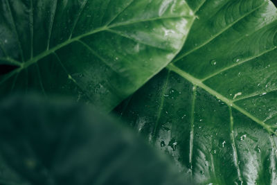 Close-up of raindrops on leaves