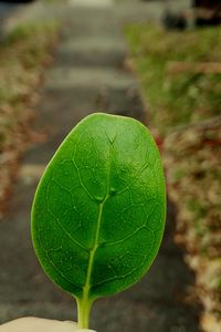 Close-up of green leaves