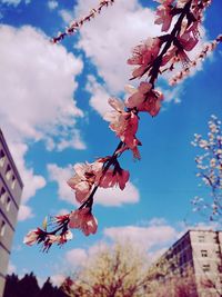 Low angle view of flower tree against sky