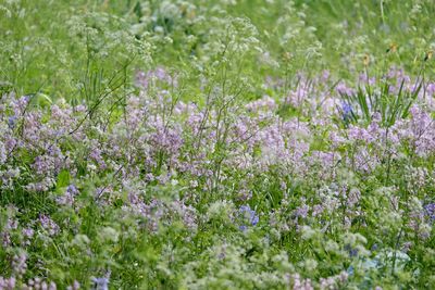 Close-up of purple flowering plants on field