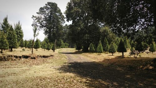 Trees on field