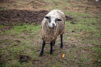 Dirty sheep eats carrots standing in the pasture