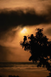 Silhouette tree against sky during sunset