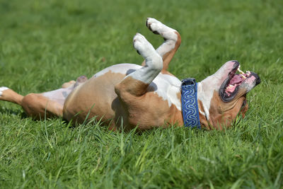 High angle view of dog relaxing on field